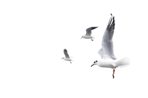 Geïsoleerde vliegende vogels op de witte. Rechtenvrije Stockfoto's
