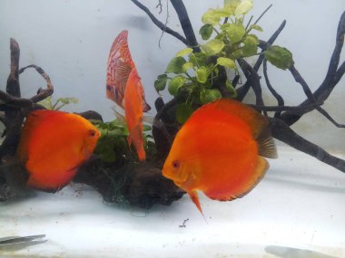 Akvaryumda akvaryumdaki balık sürüsü 