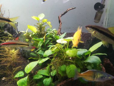 Anubias bitkisi olan altın yosun yiyici
