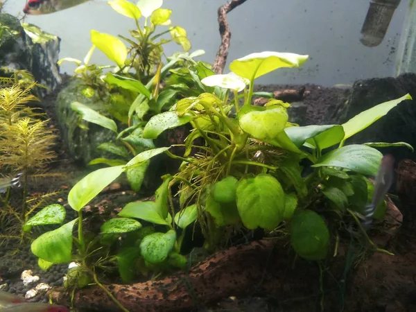 Anubias plant in planted aquarium — Stock Photo, Image