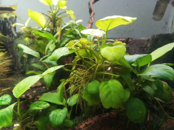 Anubias i planterade akvarium fina blad — Stockfoto