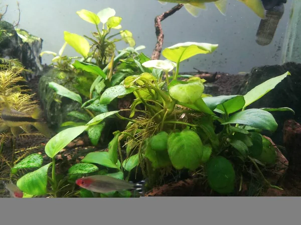 Anubias veraity ile ekilmiş akvaryum — Stok fotoğraf