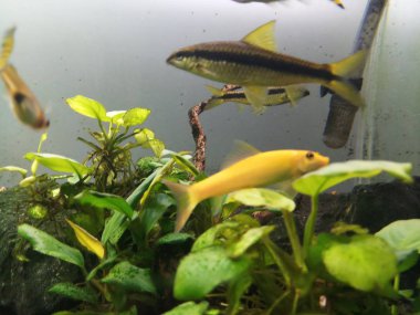 Anubias bitkisi olan yosun yiyici