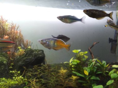 Akvaryum gökkuşağına balık ektim.