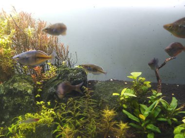 Yerleştirilmiş akvaryumda bir grup balık.