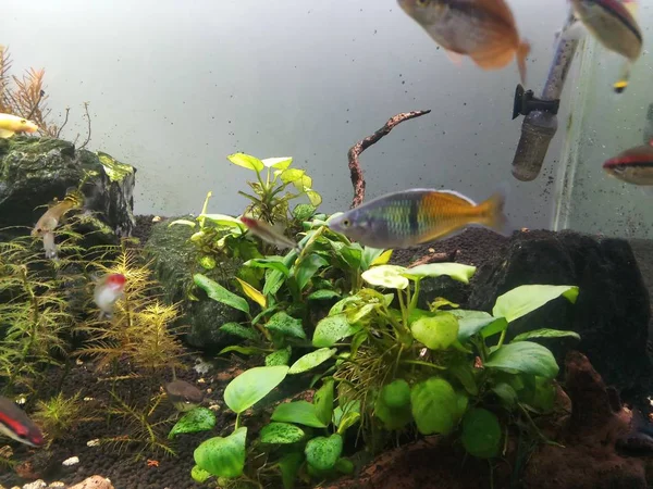 Anubias растение в аквариуме — стоковое фото