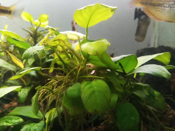 Akvaryumda anubias yaprağı — Stok fotoğraf