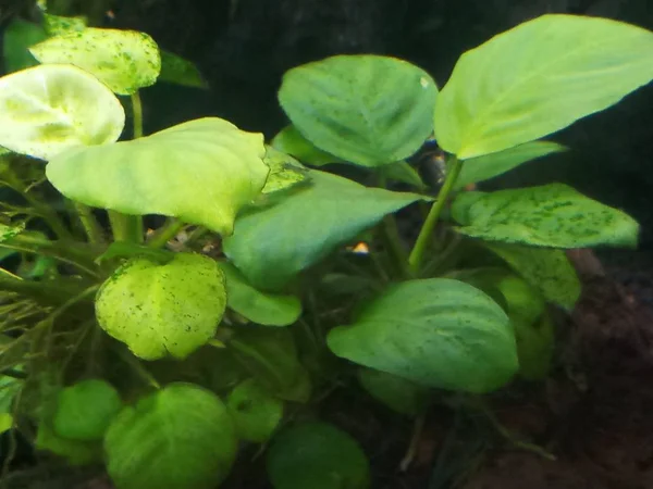 Obszerna roślina anubias liści w akwarium — Zdjęcie stockowe