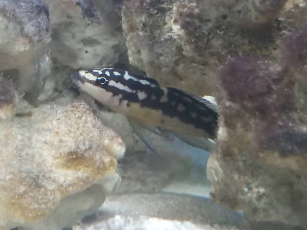 Tanganyika vissen in het aquarium — Stockfoto