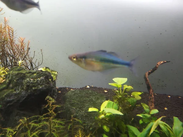 Niebieski kolor tęczy ryby w akwarium — Zdjęcie stockowe