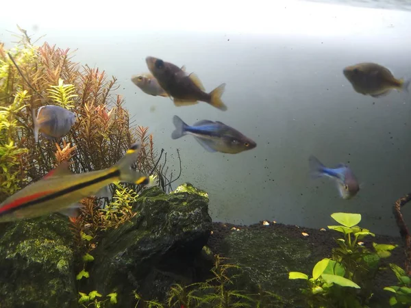 Μπλε ψάρια ουράνιο τόξο σε φυτεμένο ενυδρείο — Φωτογραφία Αρχείου