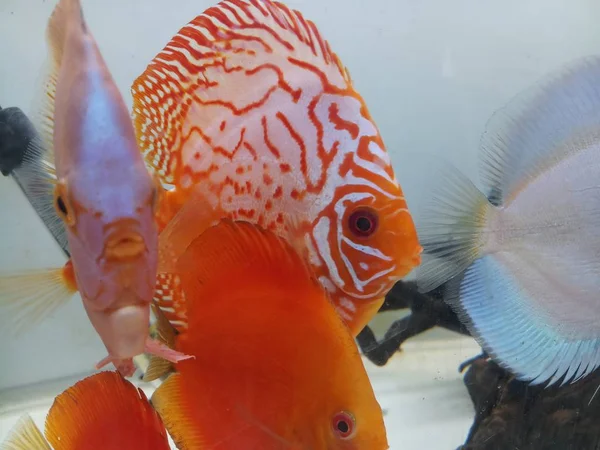 Discus vis in het aquarium — Stockfoto