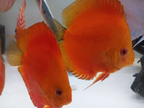 Discus fish in aquarium — Stock Photo, Image