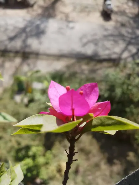 Mini Bougainvellia Çiçeği Parlak Gün Işığında Çiçek Açıyor — Stok fotoğraf