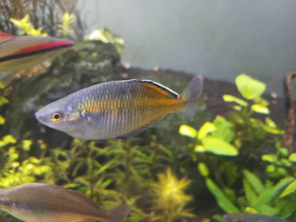 Boesmani Rainbow Fish Freshwater Planted Aquarium — Stock Photo, Image