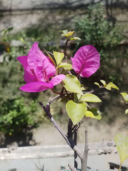 Bougainvellia Fleur Plein Soleil Fleurissant Dans Jardin — Photo