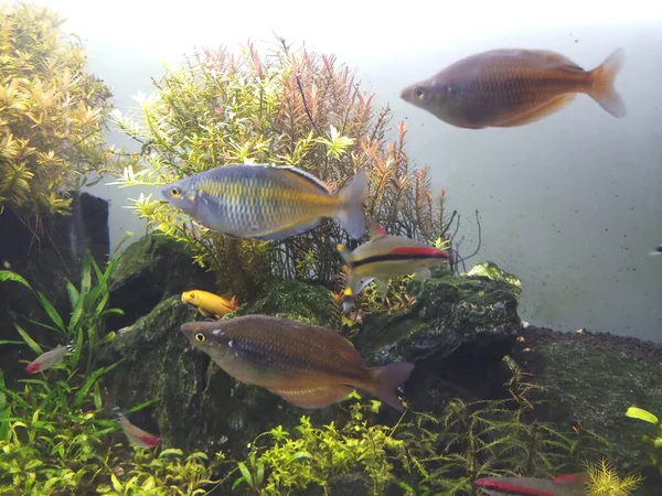 Group Boesmani Rainbow Fish Swimming Planted Aquarium — Stock Photo, Image