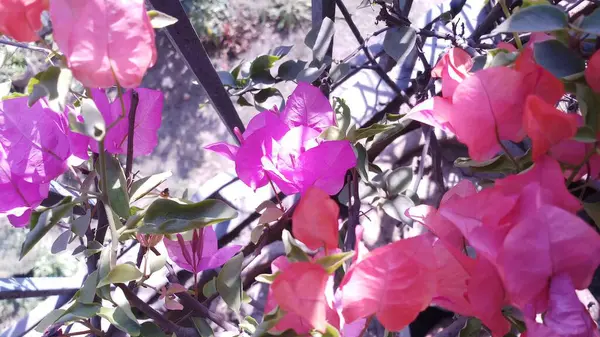 Röd Och Rosa Blandning Bougainvellia Blomma Balkong Trädgård — Stockfoto