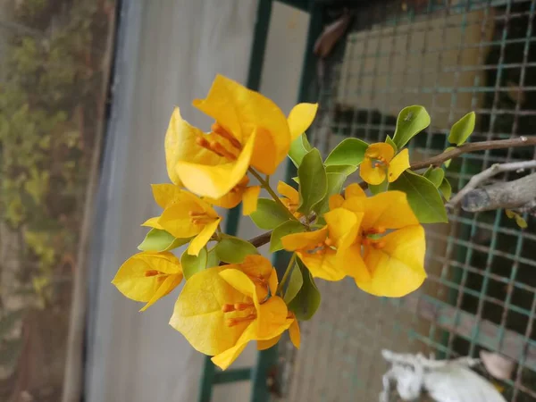 Fleur Bougainvelliea Jaune Dans Jardin Balcon — Photo