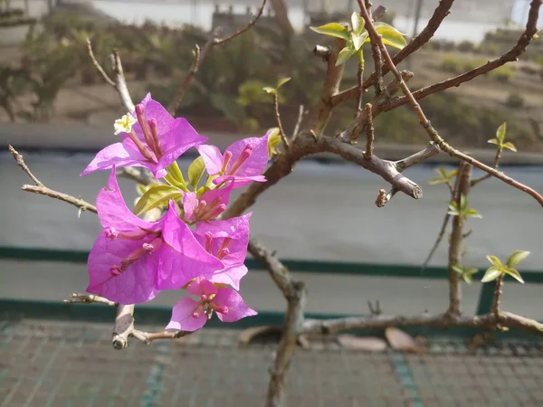 Cor Vermelha Flor Bougainvellia Jardim Macro Olhar — Fotografia de Stock