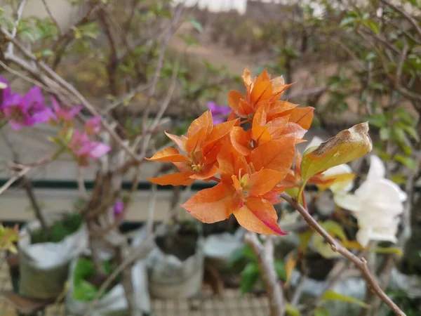 Couleur Orange Bougainvelliea Fleur Macro Vue Dans Jardin — Photo