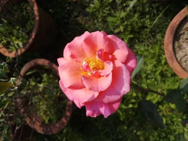 Rose Rose Fleur Macro Look Dans Jardin — Photo