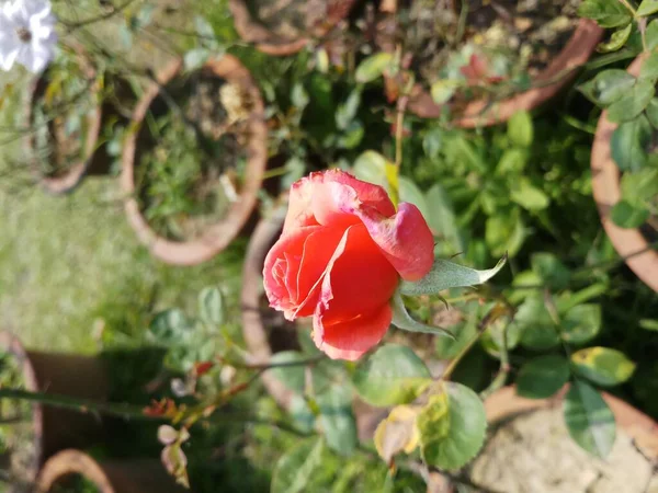 Bahçedeki Gül Çiçeği Hindistan Kırmızı Renkte Güzel Görünüyor — Stok fotoğraf