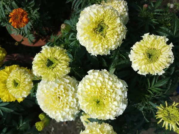 White Marigold Flower Balcony Garden Bunches — Stock Photo, Image