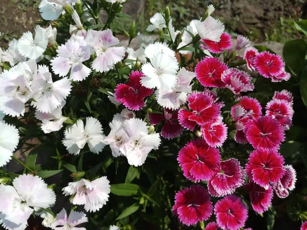 Mix Color Dianthus Flower Garden Pot — Stock Photo, Image