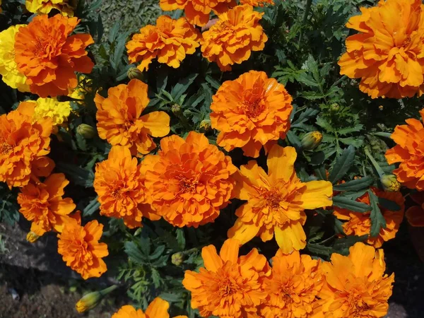Mescolare Fiore Calendula Giardino India — Foto Stock
