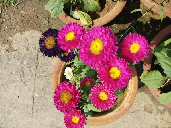 Mix Kolorów Wiosna Sezon Kwiat Glardia Ogrodzie — Zdjęcie stockowe