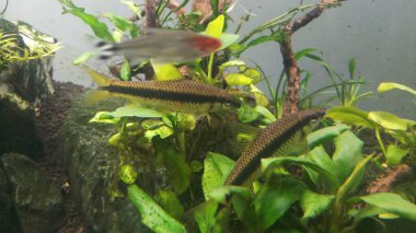 Yerleştirilmiş akvaryumdaki deniz yosunları ve anubias bitkisi.