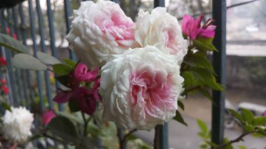 Bahar mevsiminde balkon bahçesinde pembe gül çiçeği