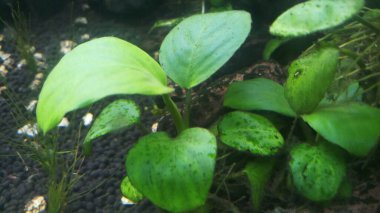 fresh green leaves of anubias plant in aquarium with algae clipart