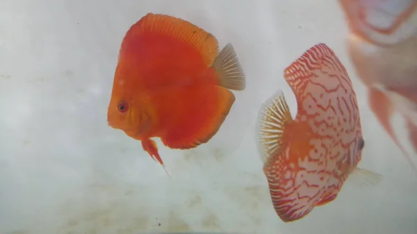 Discus Peces Agua Dulce Plantado Melón Rojo Acuario —  Fotos de Stock