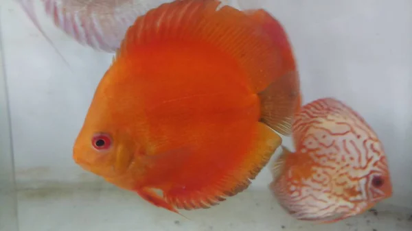 Rode Meloen Discus Vissen Aquarium Van Dichtbij Bekijken — Stockfoto