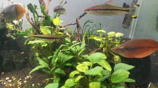 Fishes Plants Driftwood Aquarium — Stock Photo, Image
