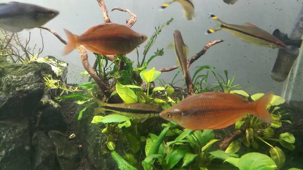 Röd Regnbåge Fisk Sötvatten Planterade Akvarium — Stockfoto