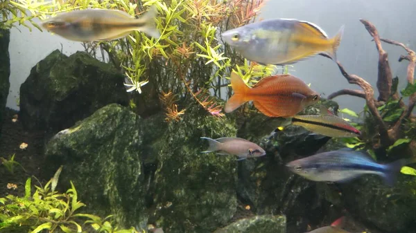 Groep Regenboogvissen Zoetwateraquarium — Stockfoto