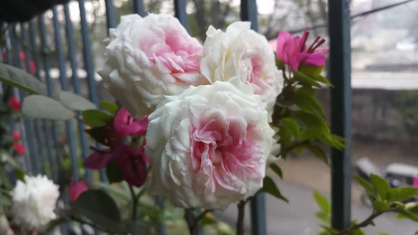 Hindistan Daki Balkon Bahçesinde Beyaz Pembe Gül Çiçeği — Stok fotoğraf