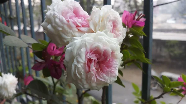 Bunch Pink Rose Flower Garden — Stock Photo, Image