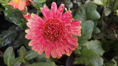 Gerbera çiçeği Hindistan 'da saksıda.