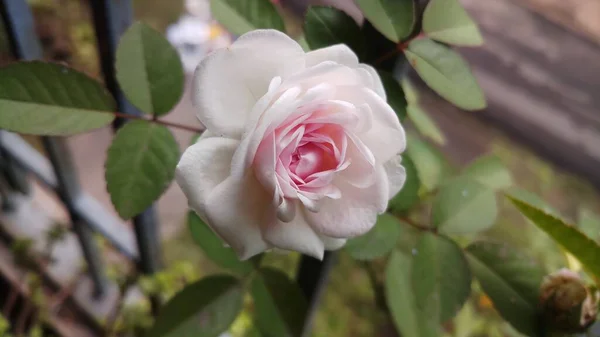 Rose Blanche Dans Jardin Fleurissant Soleil — Photo