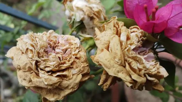 Flor Rosa Murcha Jardim Com Pétala Seca — Fotografia de Stock