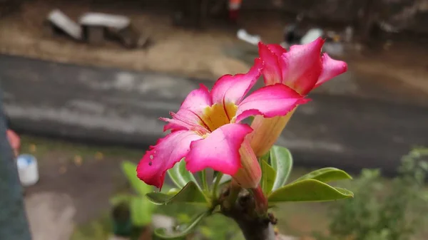 Flor Buganvellia Rosa Jardim Índia — Fotografia de Stock