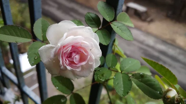 庭にピンクの花びらの白いバラ — ストック写真