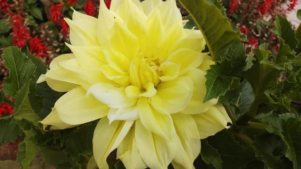 Gelbe Dahlienblüte Garten Topf Mit Blatt — Stockfoto