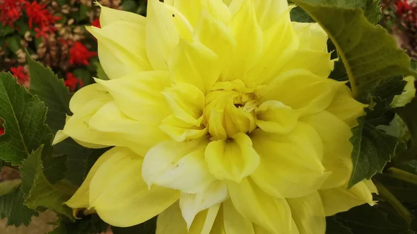 Gelbe Farbe Dahlie Blume Garten Indien — Stockfoto