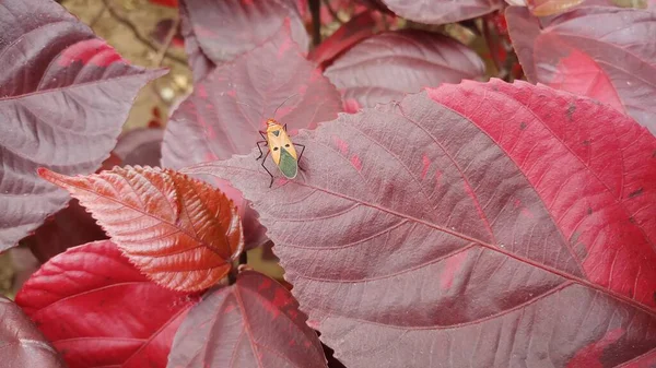 Φύλλα Άνθους Acalypha Έντομο Στο Φύλλο — Φωτογραφία Αρχείου