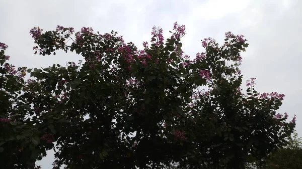 Arbre Avec Fleur Rouge Avec Ciel Inde — Photo